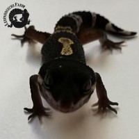 /album/fotogalerie-startseite/img-20180929-193634-jpg/