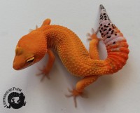 /album/fotogalerie-startseite/img-20180929-195703-jpg1/